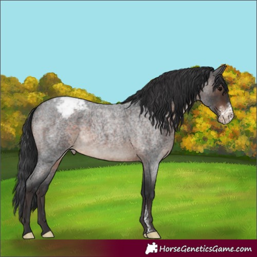 Horse Color:Brown Roan Sabino Appaloosa Rabicano 