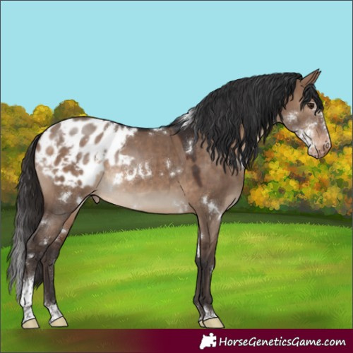Horse Color:White Spotted Brown Dun Sabino Varnish Rabicano 