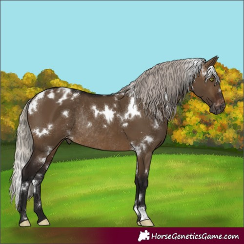 Horse Color:Gray White Spotted Silver Brown Dun Appaloosa Rabicano 