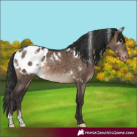 Horse Color:White Spotted Brown Dun Sabino Blanket Rabicano 