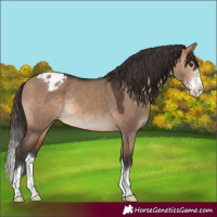 Horse Color:Bay Dun Sabino Splash Varnish Rabicano