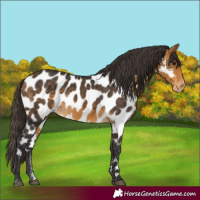 Horse Color:Buckskin Sabino Near Leopard Rabicano
