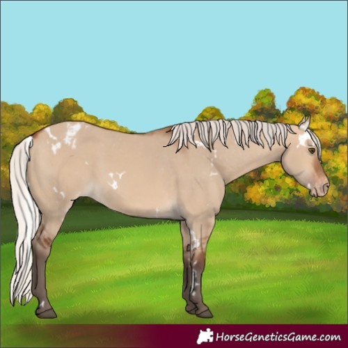Horse Color:White Spotted Silver Bay Dun Varnish Rabicano 