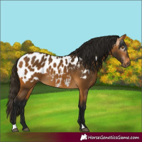 Horse Color:Gray Buckskin Blanket