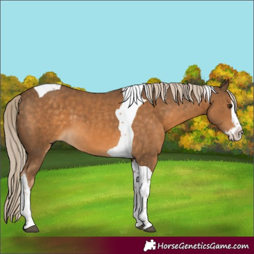 Horse Color:Chocolate Palomino Splash Tobiano