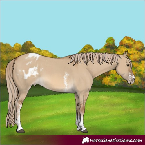 Horse Color:Chocolate Palomino Dun Sabino Varnish