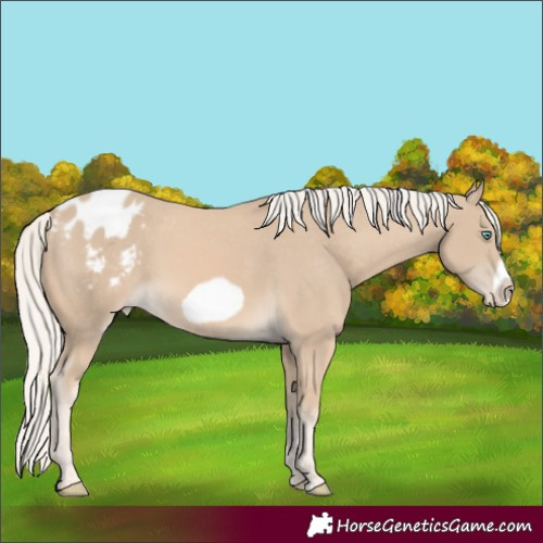 Horse Color:Cremello Frame Varnish