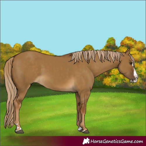 Horse Color:Chocolate Palomino Dun Splash Rabicano 