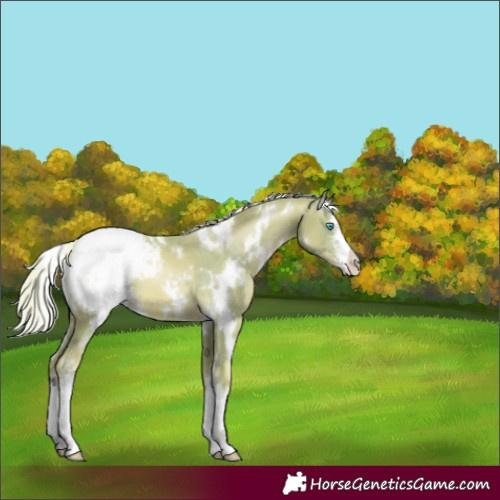 Horse Color:Watercolor White Spotted Chocolate Palomino Pearl Sabino Appaloosa 