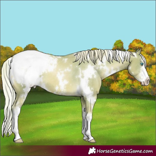 Horse Color:Watercolor White Spotted Chocolate Palomino Pearl Sabino Appaloosa 