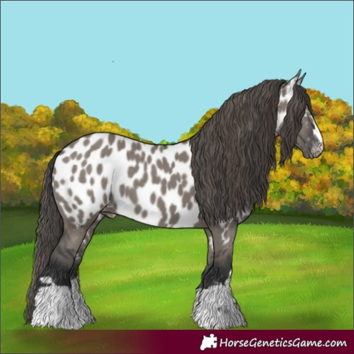 Horse Color:Grullo Appaloosa 