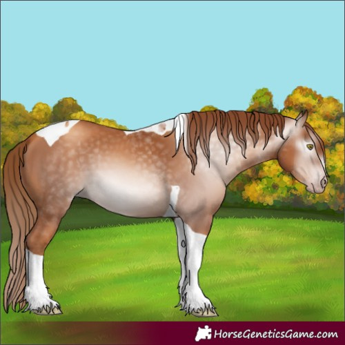 Horse Color:Gray Gold Champagne Tobiano 