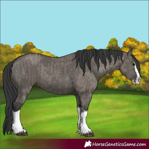 Horse Color:Grullo Sabino Splash and Grullo Sabino Splash