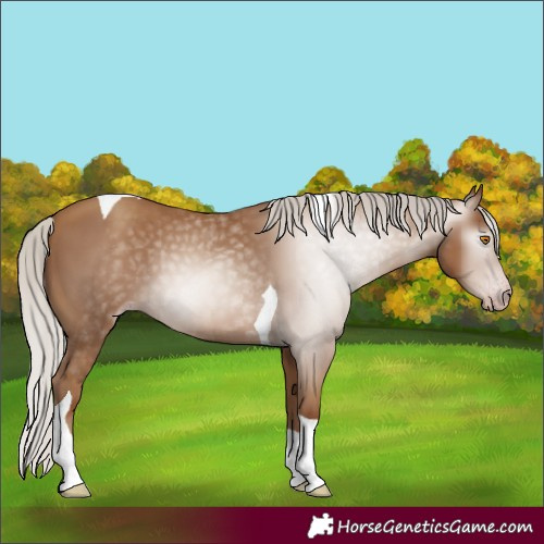 Horse Color:Gray Silver Classic Champagne Tobiano 