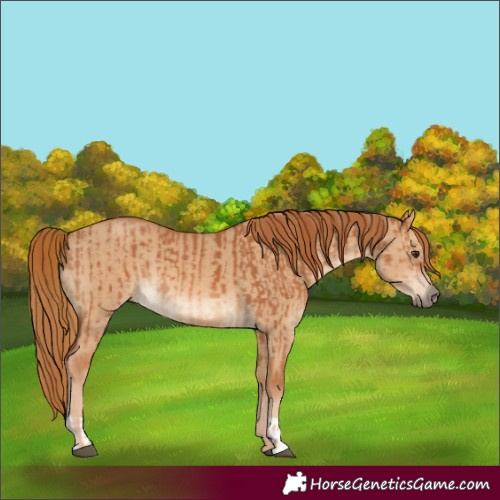 Horse Color:Chestnut and Red Dun