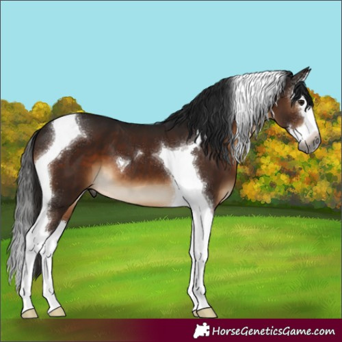 Horse Color:Gray Brown Splash Tobiano 