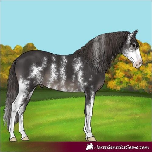 Horse Color:Smoky Black Sabino Skewed Appaloosa 