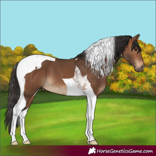 Horse Color:Bay Tobiano