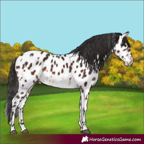 Horse Color:White Spotted Brown Appaloosa