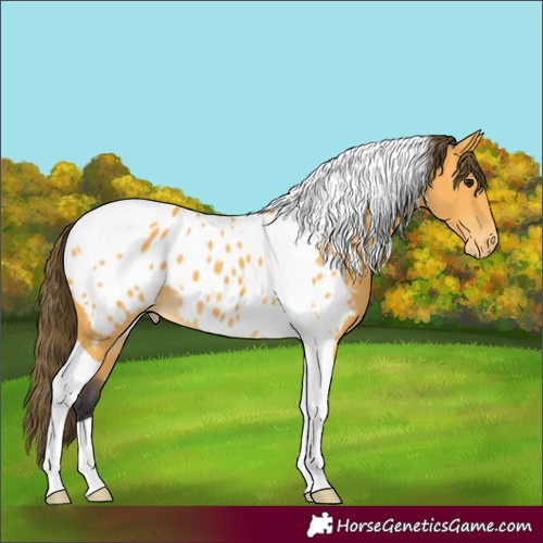 Horse Color:Buckskin Tobiano Appaloosa