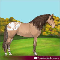 Horse Color:Amber Champagne Skewed LP Spotted 