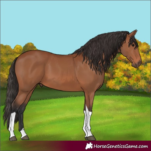 Horse Color:Bay Tobiano 