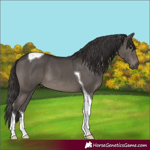 Horse Color:Smoky Black Tobiano 