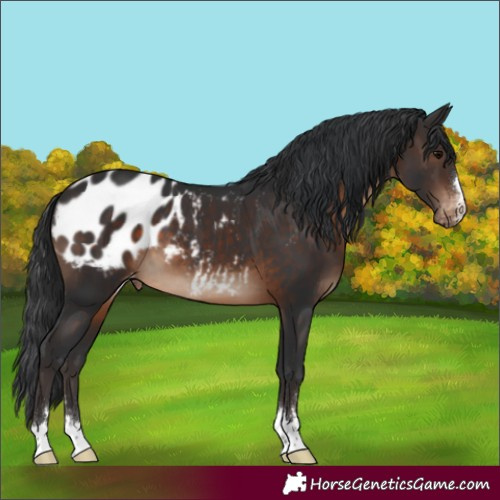 Horse Color:Brown Appaloosa