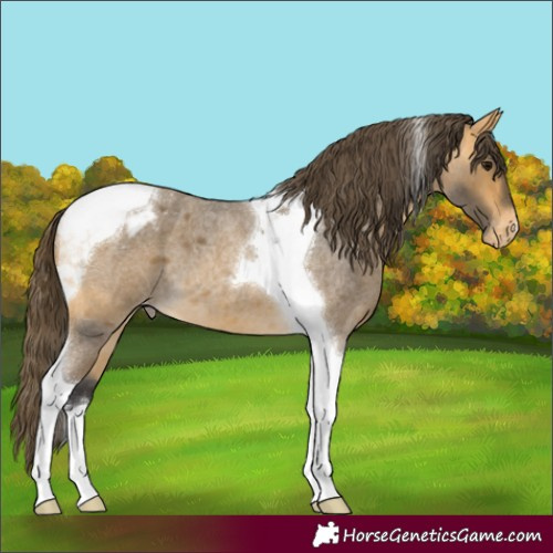 Horse Color:Buckskin Roan Tobiano Appaloosa