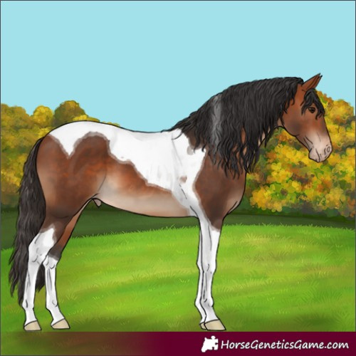 Horse Color:Bay Tobiano Appaloosa