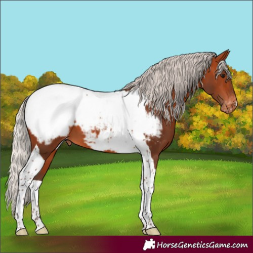 Horse Color:Silver Bay Tobiano Appaloosa