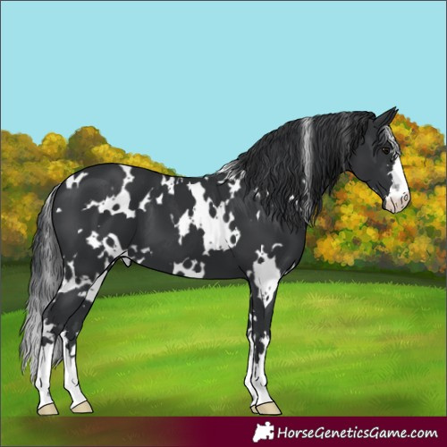 Horse Color:White Spotted Black