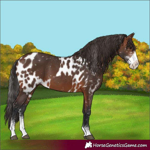 Horse Color:Brown Sabino Skewed Appaloosa 