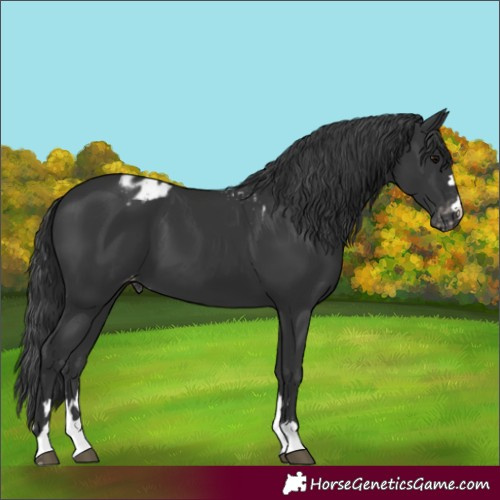 Horse Color:Black Skewed Appaloosa