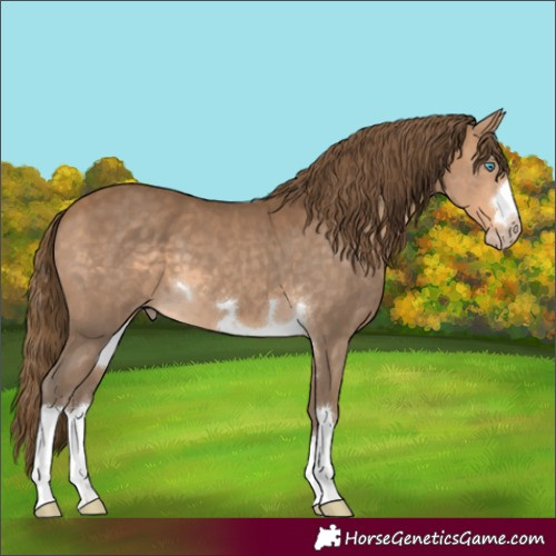 Horse Color:Gray Perlino