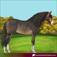 Horse Color:Buckskin Rabicano