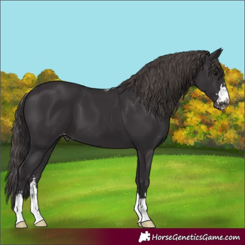Horse Color:Smoky Black Skewed Appaloosa