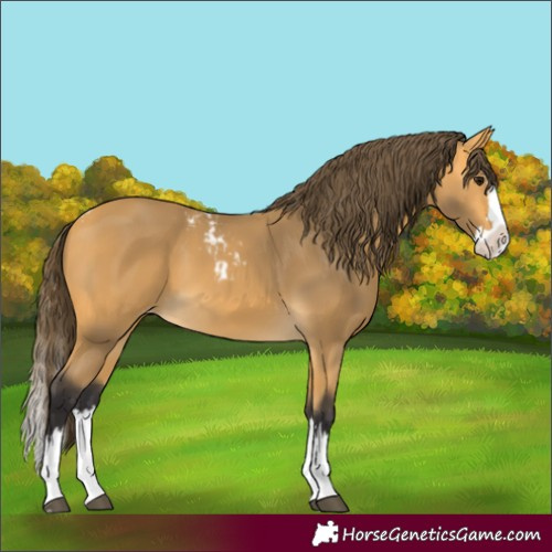Horse Color:Buckskin Splash Skewed Appaloosa