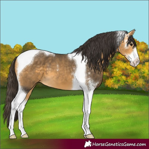 Horse Color:Buckskin Sabino Tobiano 