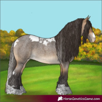 Horse Color:Buckskin Roan Skewed LP Spotted