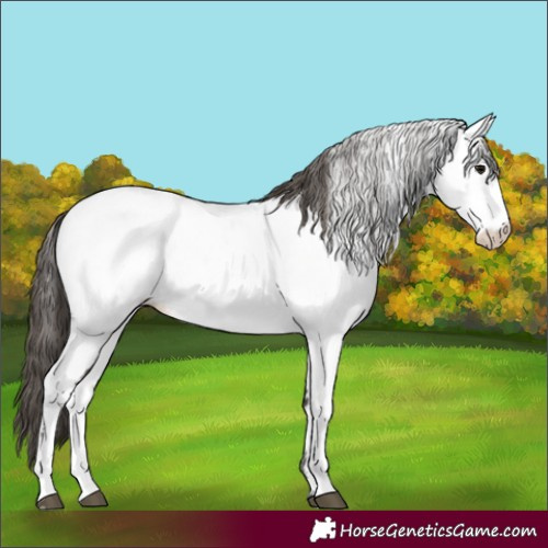 Horse Color:Smoky Black Near Fewspot