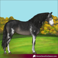 Horse Color:Gray Black Sabino 