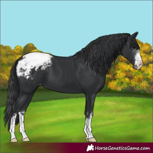 Horse Color:Black Varnish 