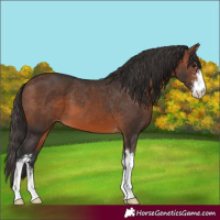 Horse Color:Brown Sabino Skewed LP Spotted