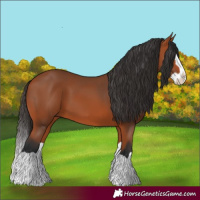 Horse Color:Bay Splash 