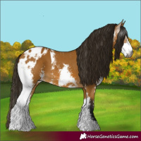 Horse Color:Gray Buckskin Sabino Skewed LP Spotted 