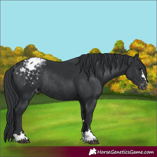 Horse Color:Black Varnish Rabicano 