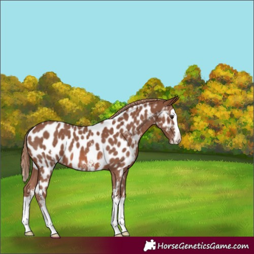 Horse Color:Chestnut Sabino Splash Appaloosa