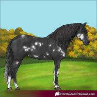 Horse Color:White Spotted Black Tobiano 
