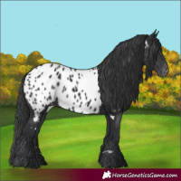 Horse Color:White Spotted Black Near Leopard Rabicano